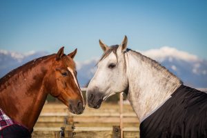 Odysseo horse friends