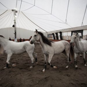 Odysseo Horse Arrival in Vancouver - Arabians in warm up