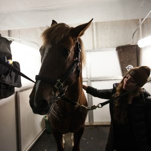Odysseo Horse Arrival in Vancouver - Horse grooming