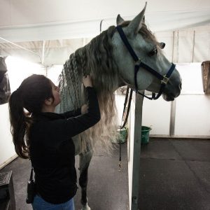 Odysseo Horse Arrival in Vancouver - Horse Grooming Time