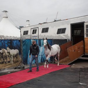 Odysseo Horse Arrival in Vancouver - Pearl with Adrien Delbaere
