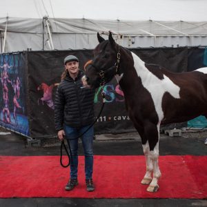 Odysseo Horse Arrival in Vancouver - Le Roy with Guillaume Dubrana
