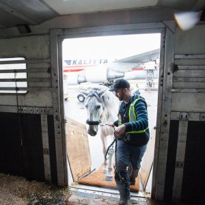 Odysseo Horses prepare to head off on vacation