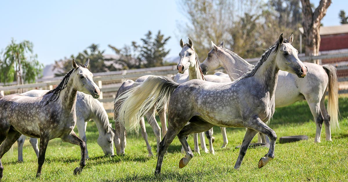 Odysseo Camarillo • Un Congé de 12 jours pour nos 65 Chevaux