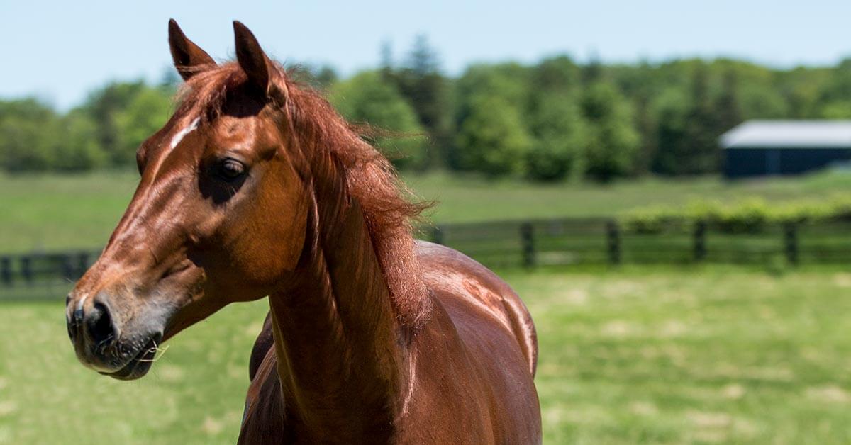 Cowboy Bred by Tamrin Banks