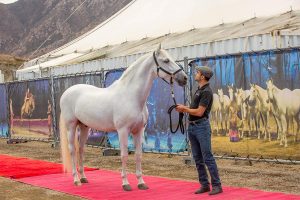 1 - Cavalia Odysseo - Ventura County - Horse arrival - Sacha, rider and Farol, Spanish Purebred