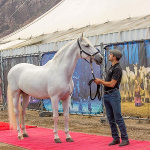1 - Cavalia Odysseo - Ventura County - Horse arrival - Sacha, rider and Farol, Spanish Purebred